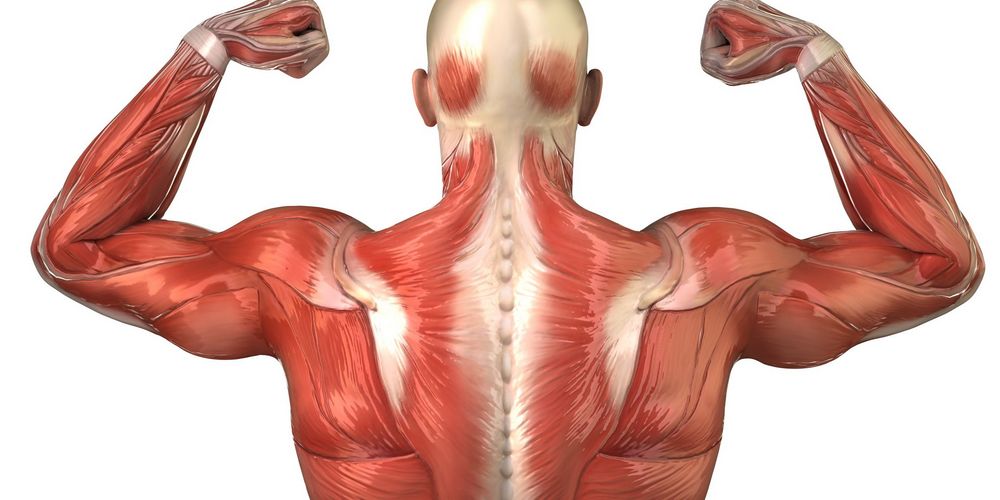 Muscle protein synthesis