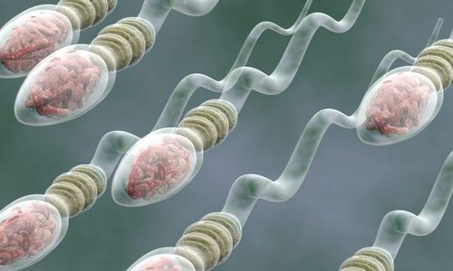 Enhance Sperm Production