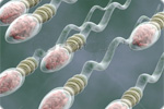 Enhance Sperm Production: Sperm Production Supplements