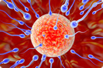 Male Fertility Pills: How to Increase Male Fertility