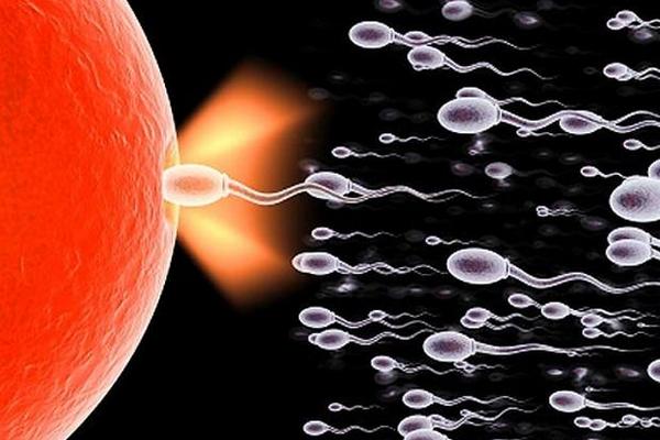 Male Fertility Pills