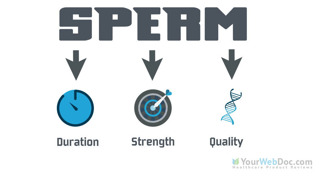 Sperm Production