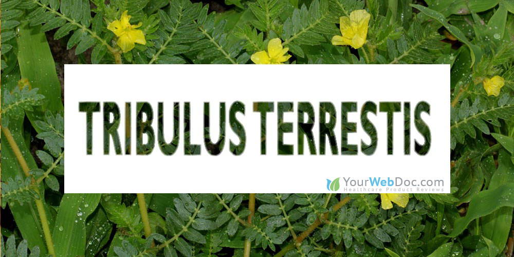 Tribulus terrestris for Sperm Production